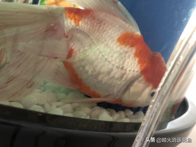 头条问答 金鱼白点病会短期反复吗 16个回答