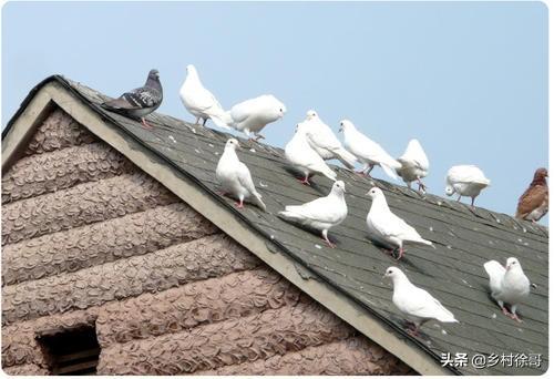 人工繁殖小懒猴:怎样扦插泥猴桃，什么时候扦插泥猴桃容易活，如何管理泥猴桃？