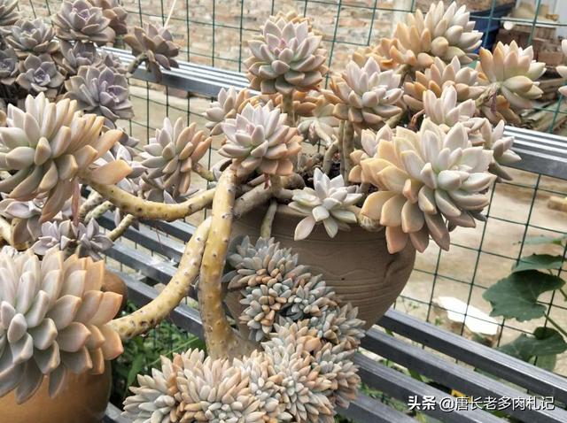 多肉景天科长生草属有哪些植物:有哪些多肉品种值得推荐？
