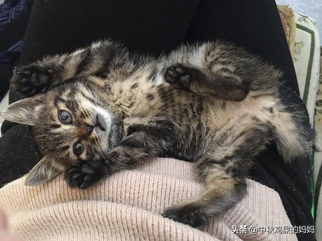 暹罗猫吧尿床上:猫总在床上撒尿怎么回事？