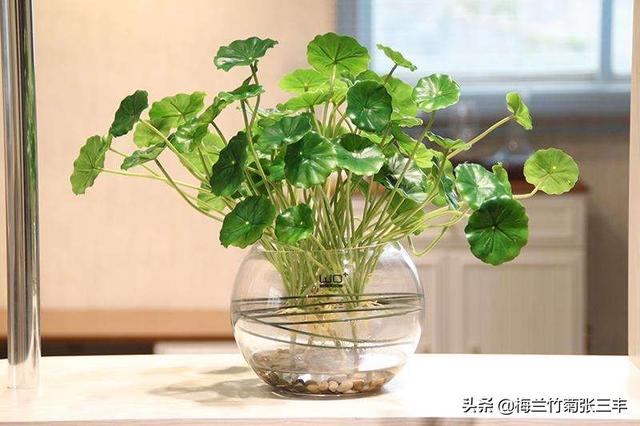 铜钱草的养殖方法和注意事项水培:铜钱草的养殖方法及注意事项？