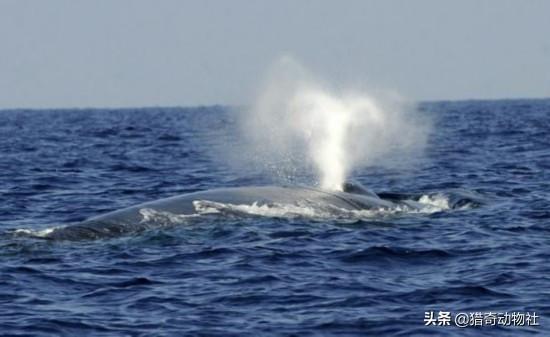 鲸的祖先知识:鲸生活在水中，为什么没进化出在水下呼吸的能力呢？