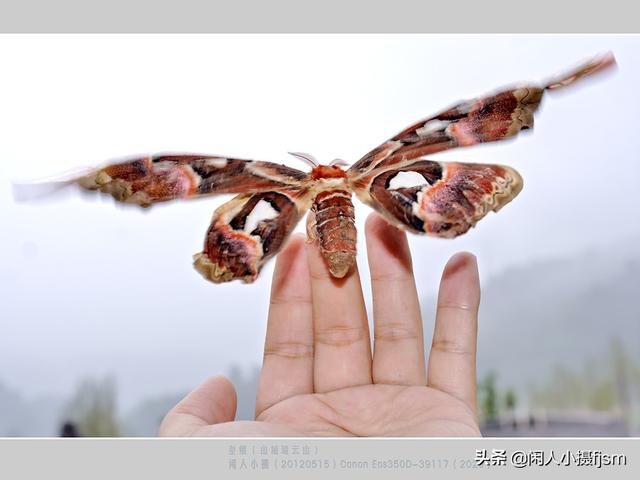 贵妇犬蛾子和蚕蛾:飞蛾翅膀上长有2个“蛇头”！这种飞蛾你见过吗？