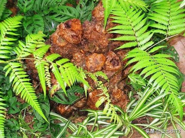 金毛狗脊功效和作用:蜂蛹和狗脊泡酒的作用与功效是什么？ 金毛狗金毛狗脊的功效与作用