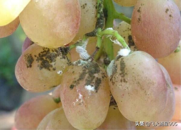 葡萄树的害虫有哪些:磷酸二氢钾喷葡萄会有污物是怎么回事？