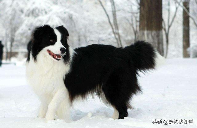 家里养金毛犬好养吗:家有小孩养金毛狗合适吗？家人反对？