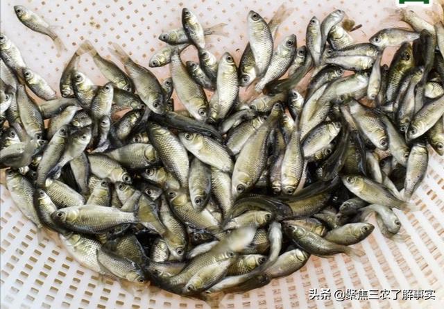 饲料鱼:海产品饲料鱼的生意怎么样？