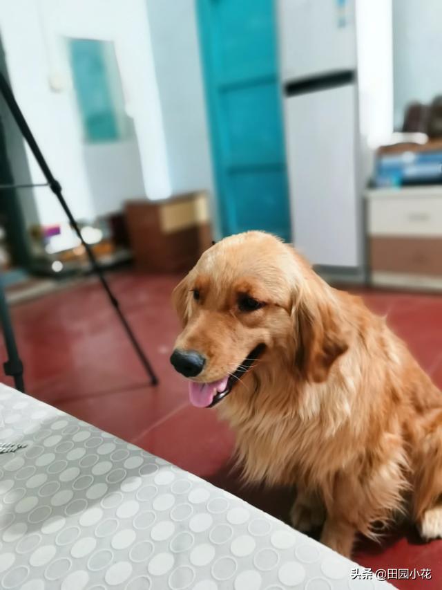 拉布拉多犬和金毛的图片:拉布拉多犬和金毛杂交品种图片 金毛，拉布拉多和哈士奇这三大无攻击性犬，你会选择哪个呢？