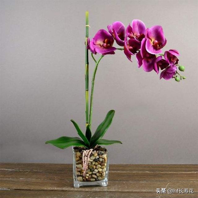 小型观花植物:有哪些适合秋冬观花的室内植物？