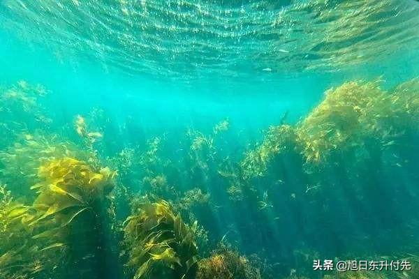 素力高海藻粉图片:海藻类肥料是什么肥料？对蔬菜种植有什么好处？