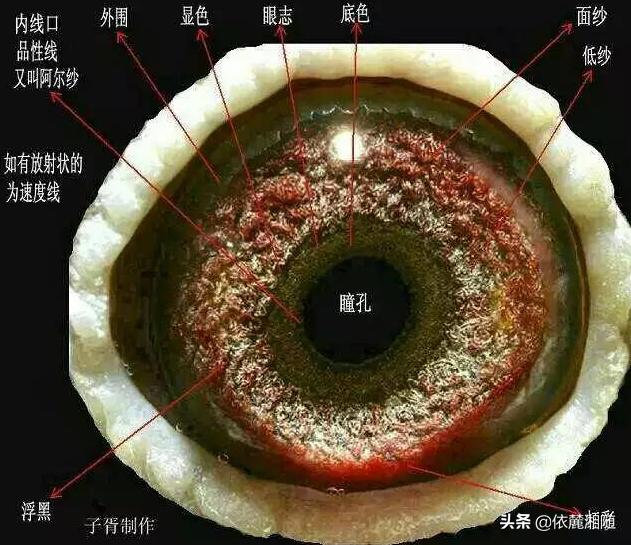 最快速的信鸽眼砂图片:鸽子眼里边的适应圈是怎么形成的？