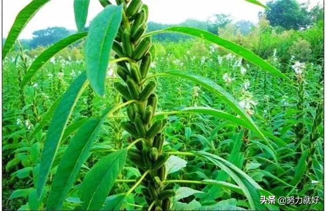 芝麻怕干旱吗,如何种植？