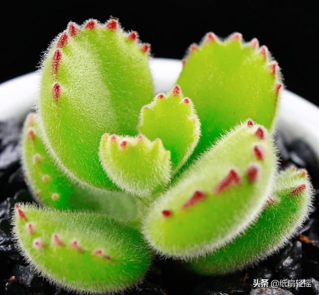 头条问答 - 摄影怎么拍熊童子?(4个回答)