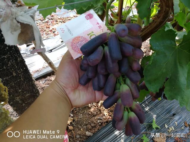 蓝宝石葡萄种植方法:全网最火的蓝宝石葡萄，真的如此神奇吗？该如何种植呢？