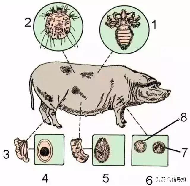 猪细小病毒病:妊娠母猪得了细小病毒体温正常吗？