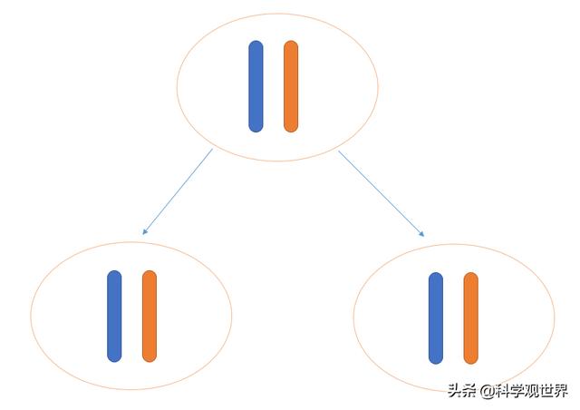 鲨鱼为什么是单性繁殖，为什么有些教科书上说有性生殖比无性生殖在进化上更有意义