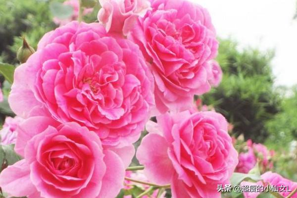 月季花的养殖方法和注意事项,月季花的养殖方法及注意事项？