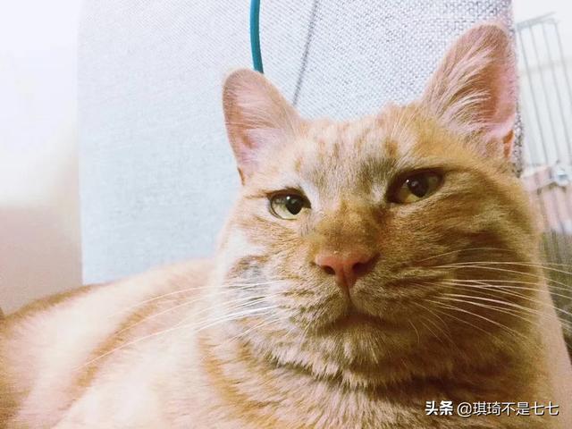 土猫可以发腮吗,怎么样？