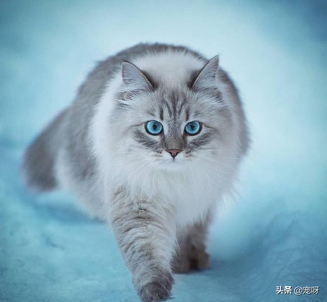史上最强喵星人:西伯利亚森林猫的战斗力怎么样？有何依据？