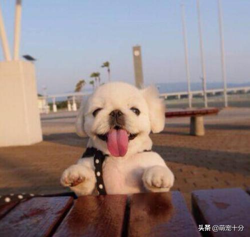 英斗犬咬人吗:为什么说会咬人的狗是不会叫的？