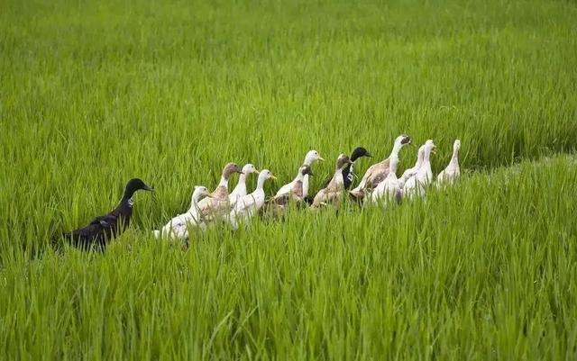 “很多人到中年会发现，只有一个孩子的家庭大都过的很好”你怎么看这句话？插图9