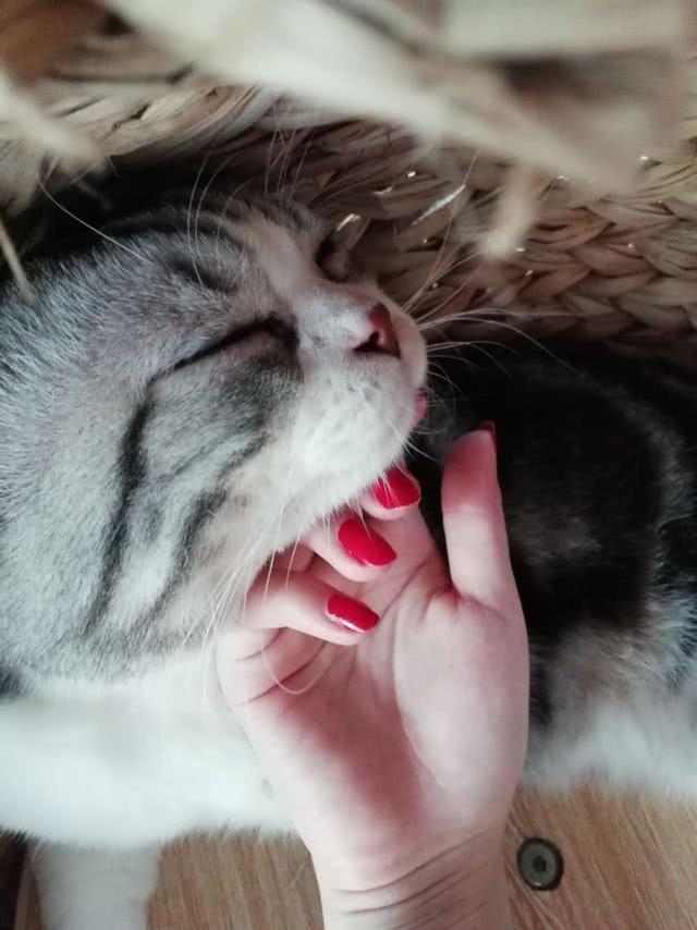 帕拉斯猫视频:主人的哪些无知行为，会害死猫咪？