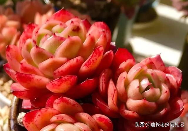西里汉梗的养护常识:玉杯东云有什么特点，如何养护更容易出状态？
