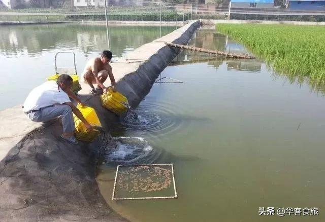 鲶鱼养殖每亩可养多少:是养鲶鱼划算，还是黑鱼划算？哪个周期短、成本低？