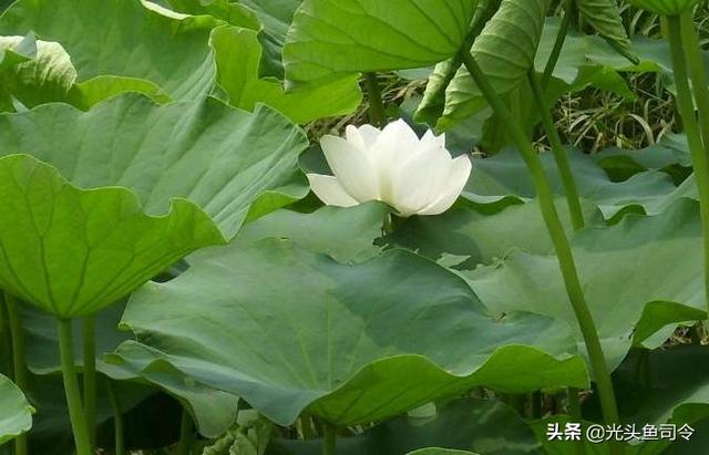 广东本地水草种类:草缸里不用加热棒、二氧化碳养的水草有哪些推荐？