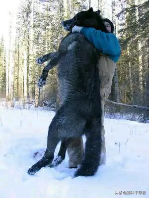 什么狗能咬死藏獒图片:两只训练有素的藏獒能打过一只北美灰狼吗？ 什么狗能咬死藏獒