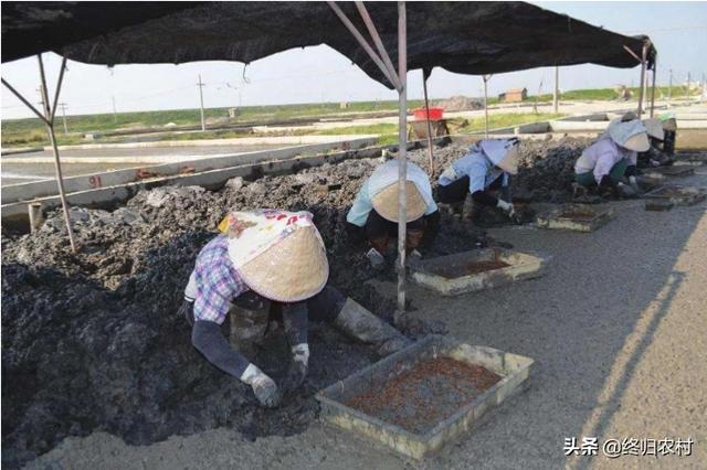 红虫养殖：红虫养殖基地