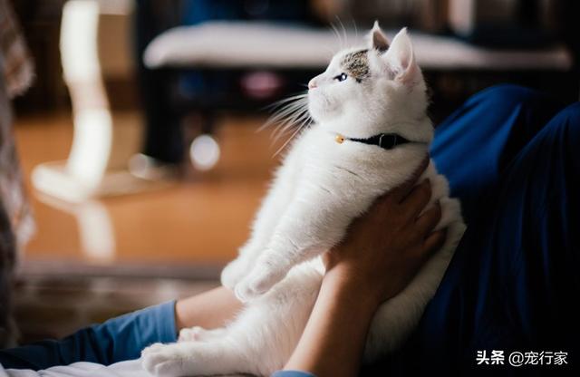捉猫猫攻略:猫和老鼠如何玩猫变得更强？