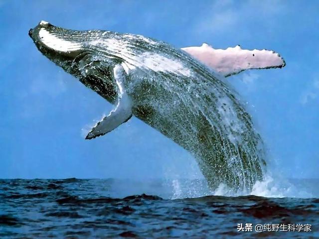 鲸鱼身上藤壶的作用，鲸鱼能不能靠摩擦暗礁等硬物来除掉身上附着的藤壶呢为什么