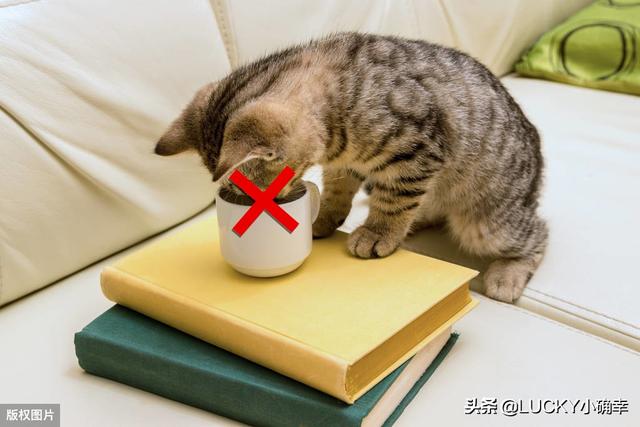 自动洗狗机:猫友们，推荐猫咪自动饮水机吗？