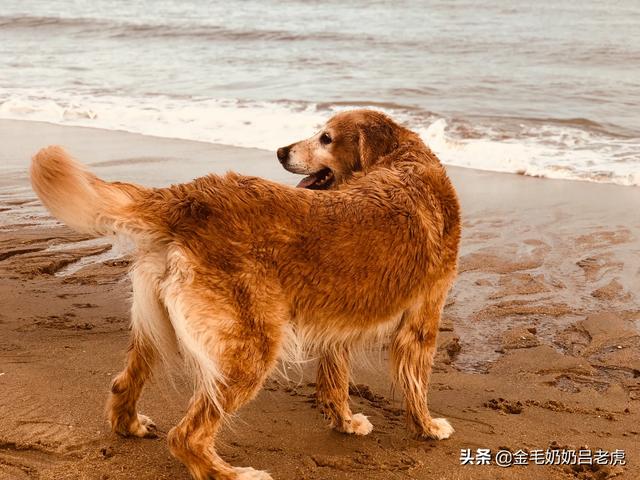 刚买的金毛犬怎么养:30天小金毛犬怎么挑选？