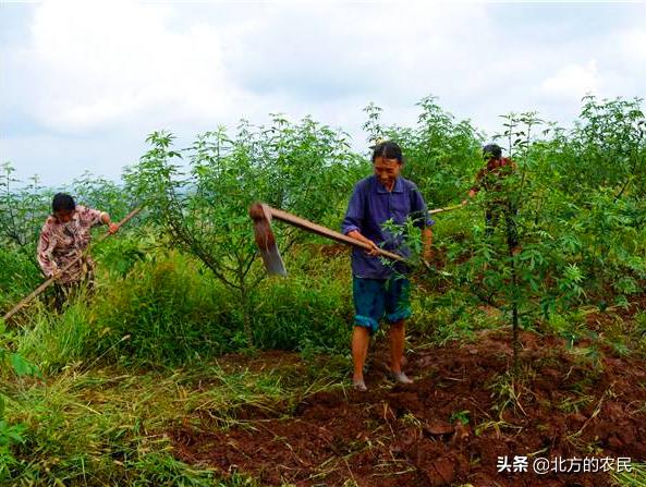 树锦鸡儿植株变黑:花椒树和花椒都发黑是什么原因？