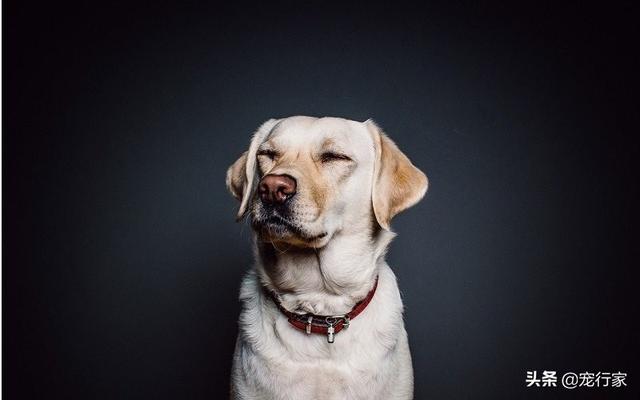 养狗之后，家里为什么会那么臭？插图28