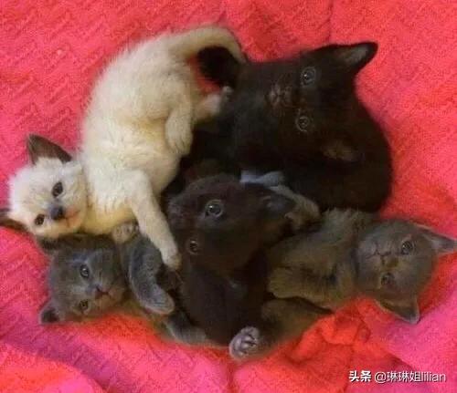 天津暹罗猫吧:暹罗猫好养吗？暹罗猫的性格怎么样？