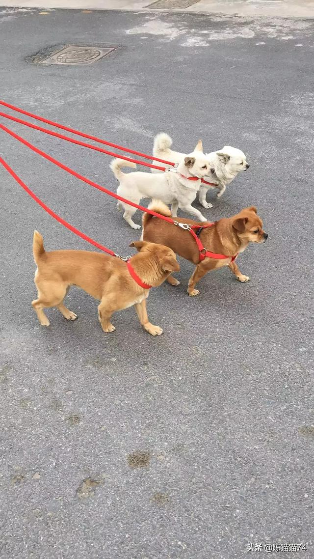 康多乐狗粮是国产的吗:网上叫嚣着国产猫粮不好，养猫只能喂进口猫粮是什么心态？