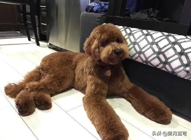 喂狗吃巧克力不拉狗绳:在小区踢了没拴绳的狗，狗主人要索赔4000？怎么办？