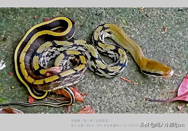 水蛇图片:你手机拍的蛇类的照片能否分享一下？