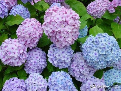 八仙花图片:八仙花图片和介绍 家里的绣球花是什么品种，入冬前如何修剪？