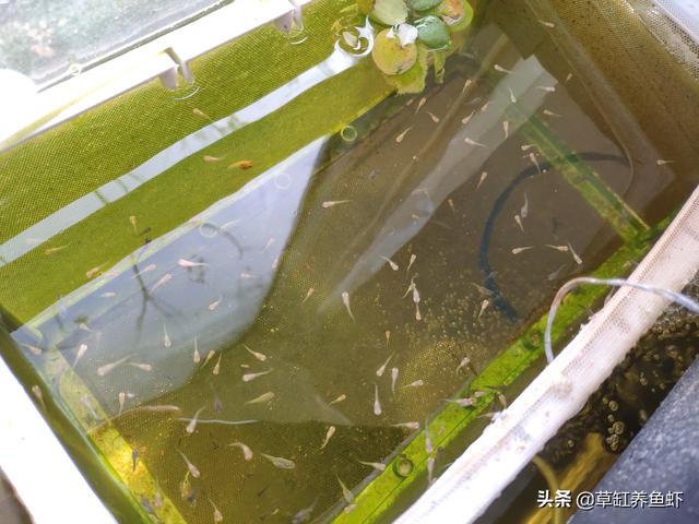 凤尾鱼繁殖用把公鱼拿出去么:凤尾鱼繁殖是直接产鱼还是产卵 孔雀鱼生小鱼必须隔离吗？