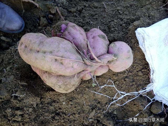 数百工人分装2000吨蔬菜发往西安，中国有哪些外来引进的农作物？