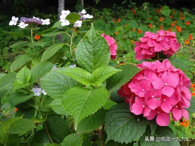 木绣球 八仙花:八仙花倒盆后怎么就蔫了？
