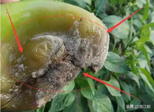 果实软腐病:引起果实软腐病的病菌 辣椒夏季大量烂果怎么回事？
