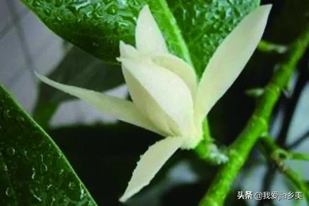 条纹蛇尾兰怎么繁殖:腰缠万贯的种子能繁殖吗？