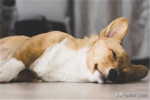 狗得了狗瘟抽搐安乐死:如果狗狗得了犬细小病，犬瘟之类的烈性传染病，你会怎么办？