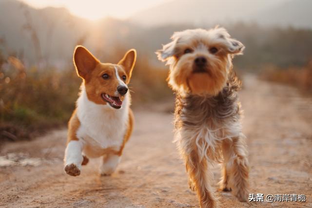 博美狗狗一直吐怎么办:博美犬经常吐舌头和喘气是怎么回事？