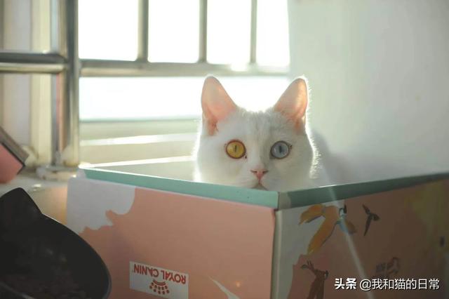 蓝猫咕噜噜:猫怎么那么喜欢让人抱着，且抚摸时它还发出呼噜咕咕的声音？